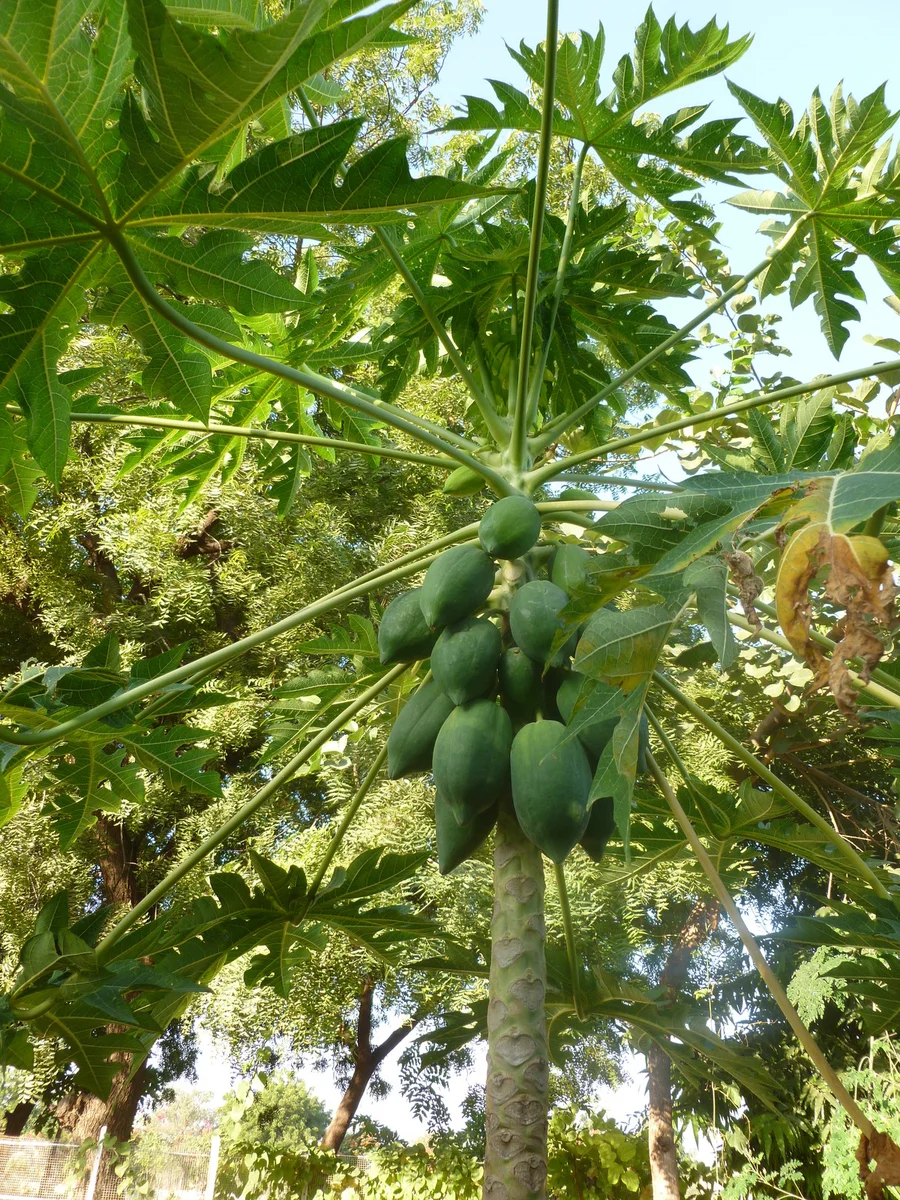 finally papayas! 1200
